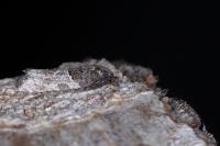 Phaneta pauperana