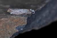 Pseudoswammerdamia combinella