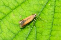 Coptotriche marginea