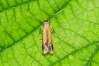 Coptotriche marginea