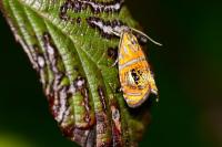 Olethreutes arcuella