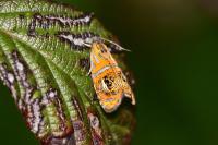Olethreutes arcuella