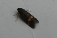 Borkhausenia minutella