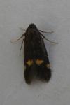 Borkhausenia minutella