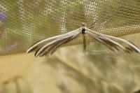 Merrifieldia leucodactyla