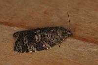 Cnephasia ecullyana