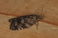 Cnephasia ecullyana