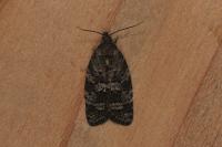 Cnephasia ecullyana
