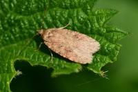 Agonopterix
