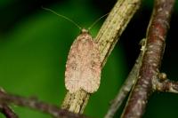 Agonopterix