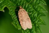 Agonopterix
