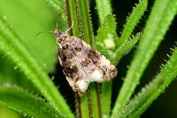Endothenia gr. gentianaeana