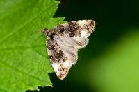 Endothenia gr. gentianaeana