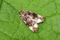 Endothenia gr. gentianaeana