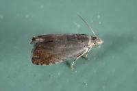 Dichrorampha
