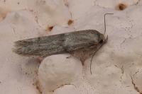 Blastobasis