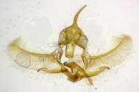 Cnephasia incertana