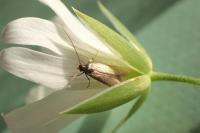 Coleophora lutarea