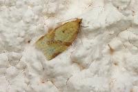 Clepsis consimilana