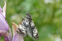 Hysterophora maculosana