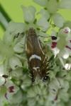 Glyphipterix forsterella