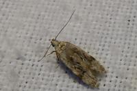 Altenia scriptella