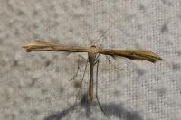 Emmelina monodactyla