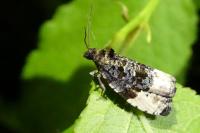 Hedya pruniana