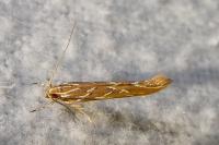 Pyroderces argyrogrammos