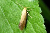 Crassa tinctella