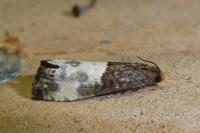 Notocelia cynosbatella