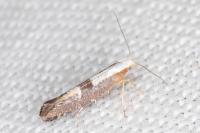 Argyresthia spinosella