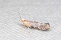 Argyresthia spinosella