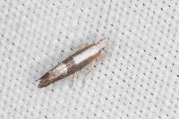 Argyresthia spinosella