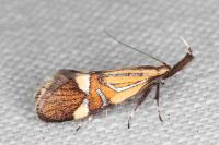 Alabonia geoffrella