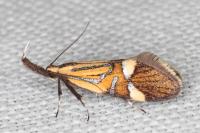 Alabonia geoffrella