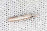Pleurota ericella