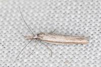Pleurota ericella