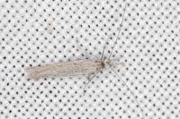Pleurota ericella
