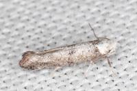 Paraswammerdamia albicapitella