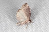 Hedya pruniana