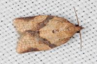 Clepsis consimilana