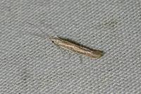 Coleophora