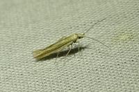 Coleophora