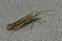 Coleophora