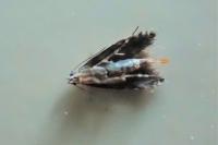 Glyphipterix simpliciella
