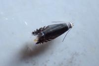 Glyphipterix simpliciella