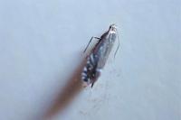 Glyphipterix simpliciella