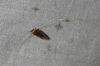 Nematopogon