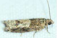 Crocidosema plebejana